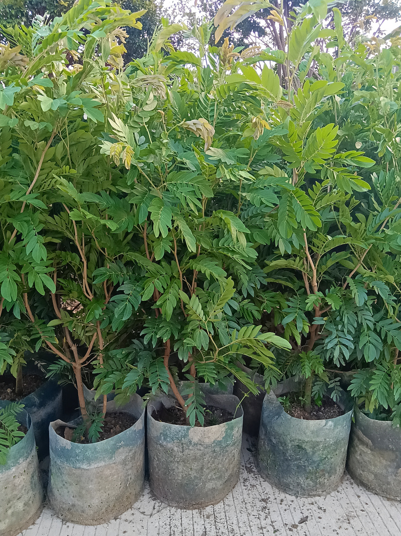 合欢树红绒球花