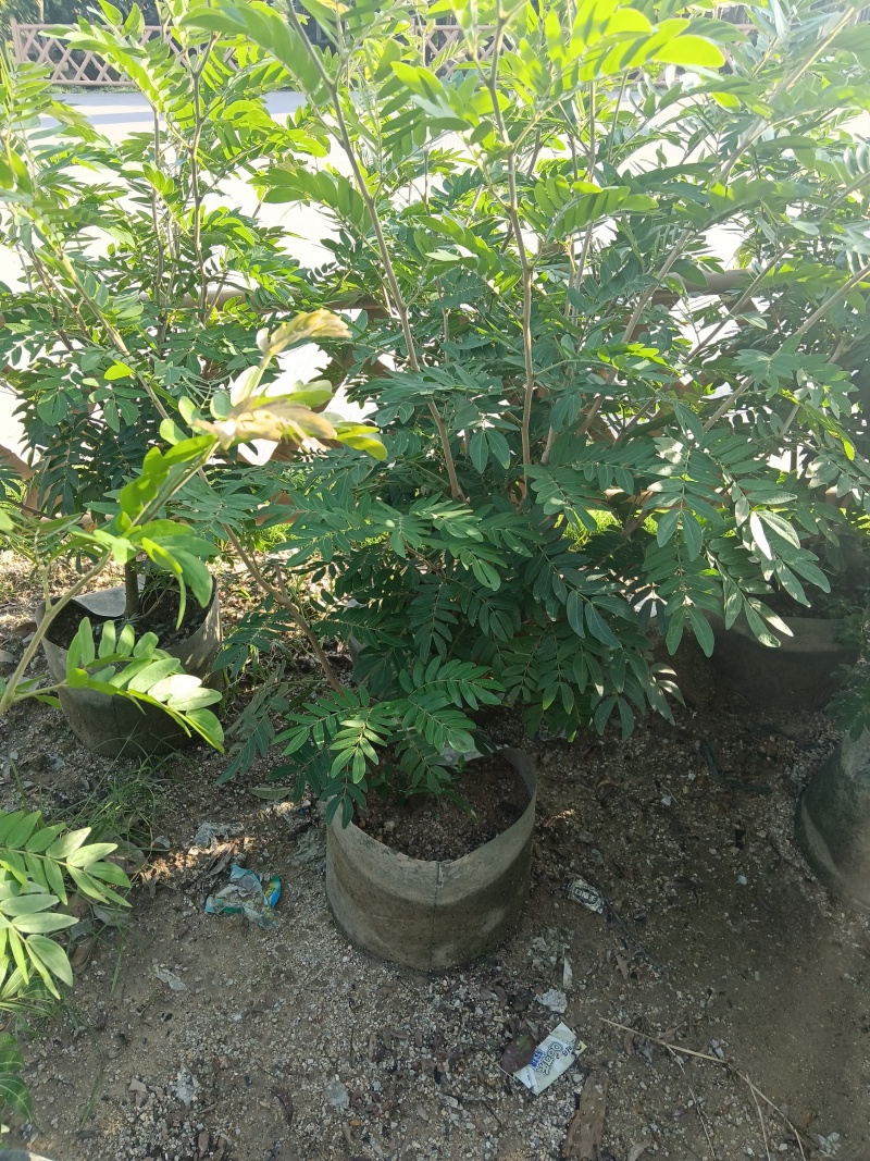 合欢树红绒球花