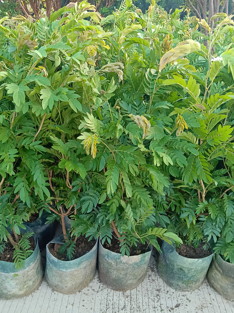 合欢树红绒球花