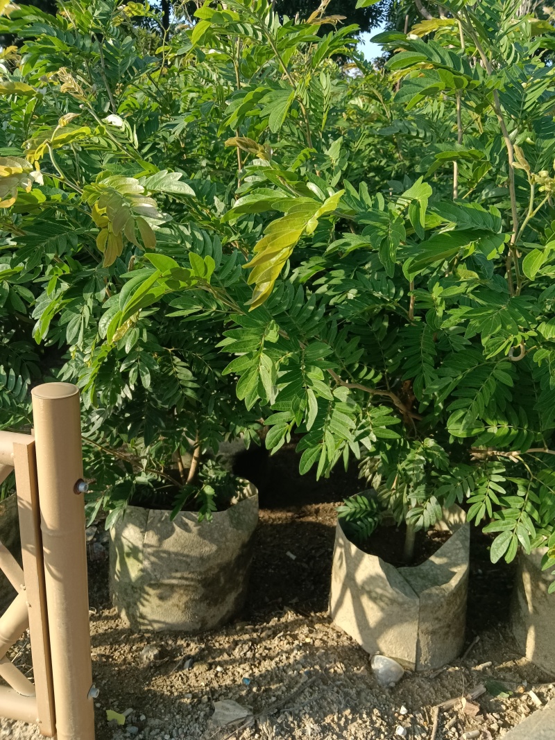 合欢树红绒球花
