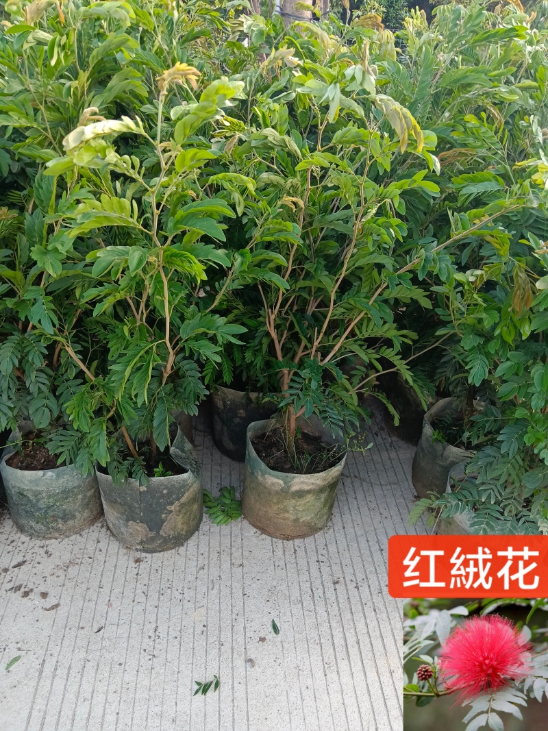 合欢树红绒球花