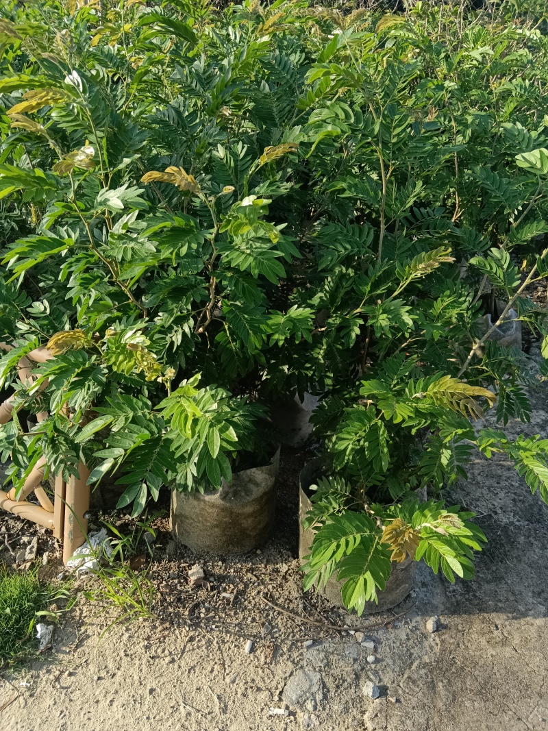 合欢树红绒球花