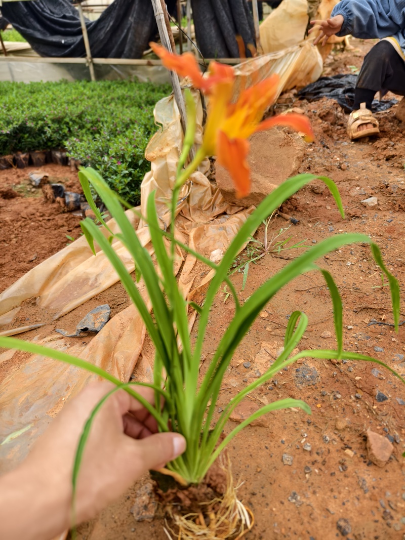 大花萱草