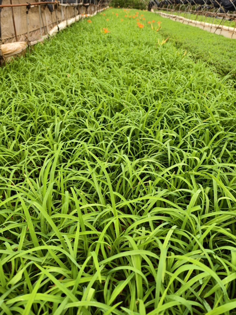 大花萱草