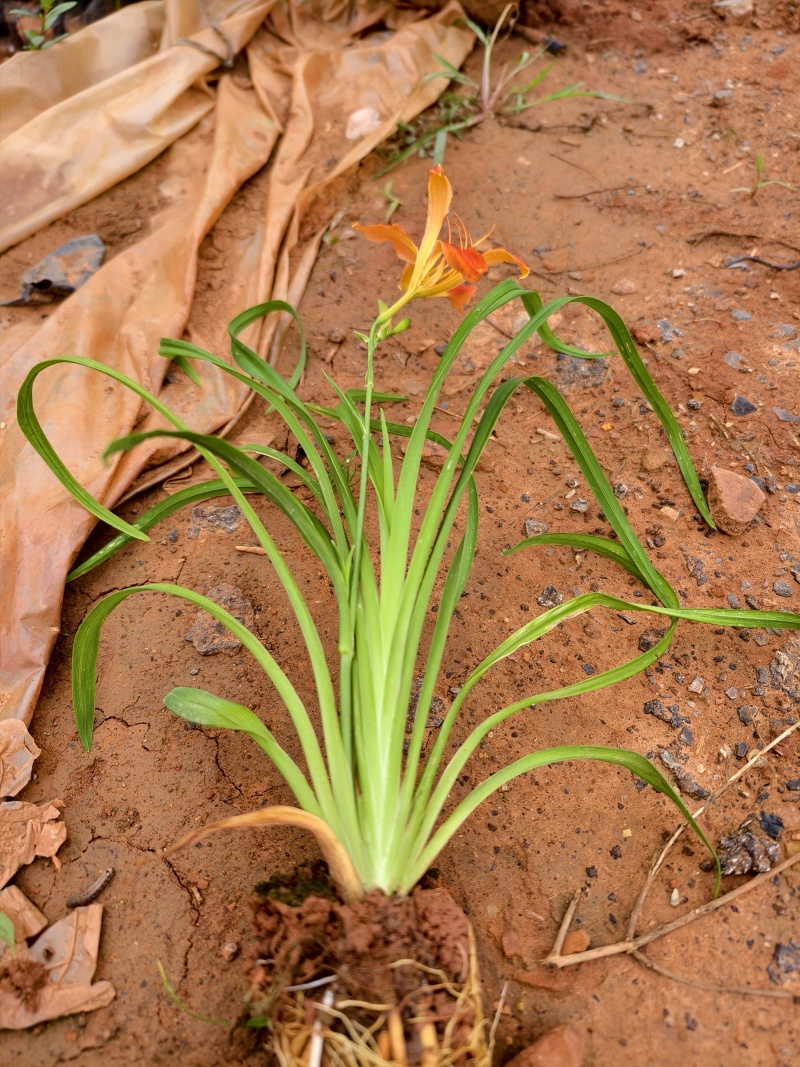 大花萱草