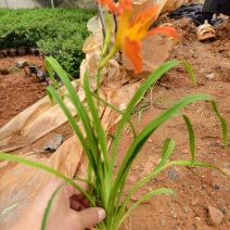 大花萱草