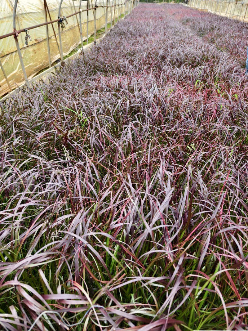 紫叶狼尾草