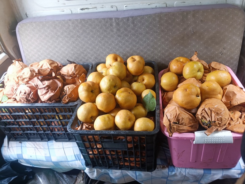 黄金梨，秋月梨