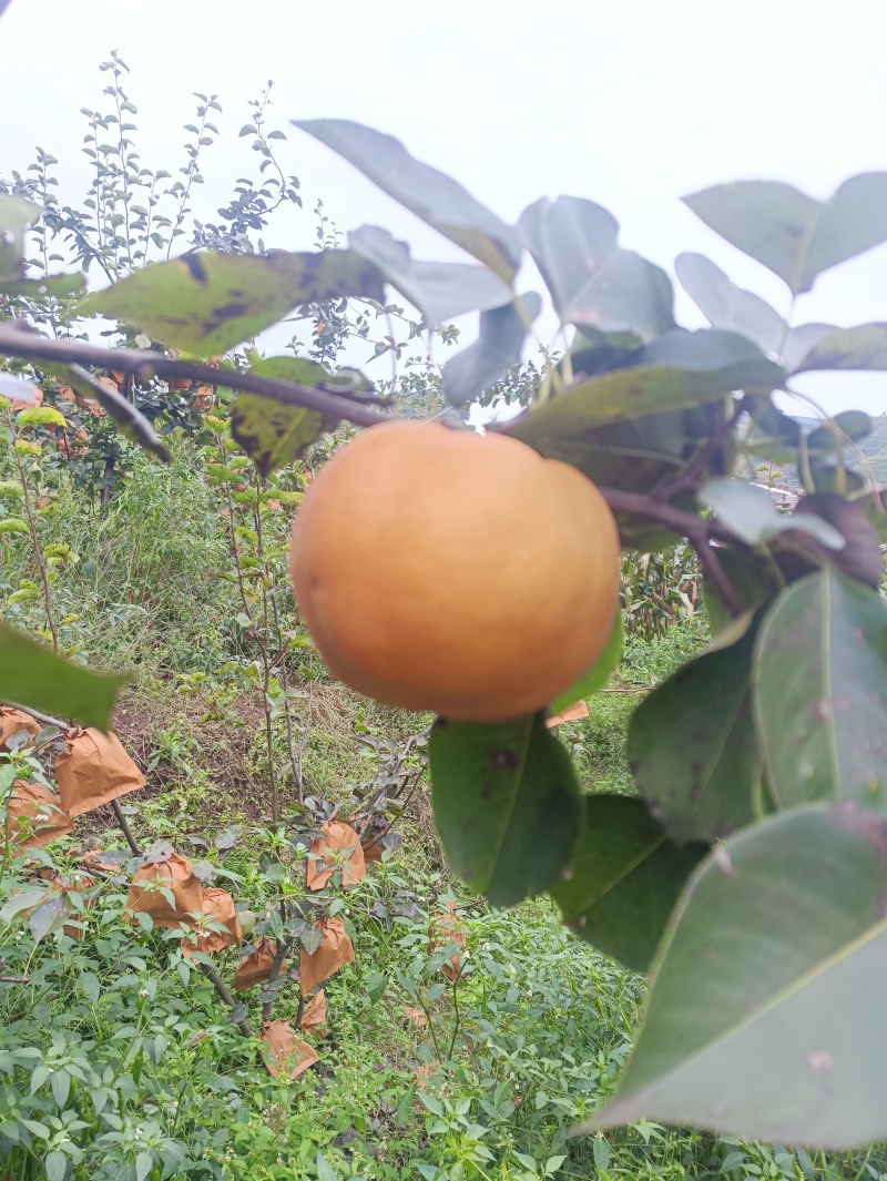 黄金梨，秋月梨