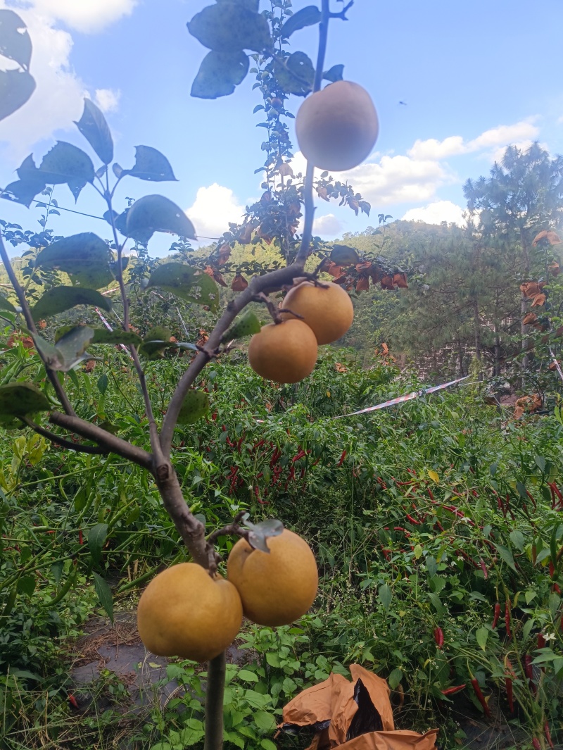 黄金梨，秋月梨