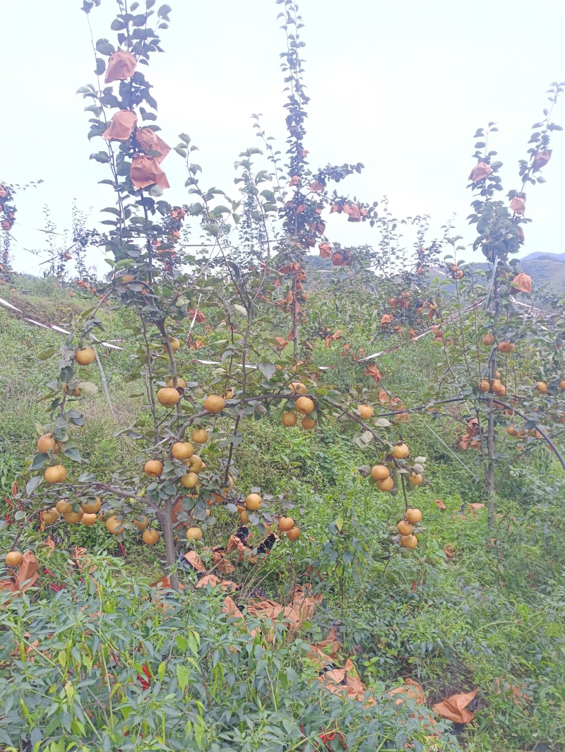 黄金梨，秋月梨