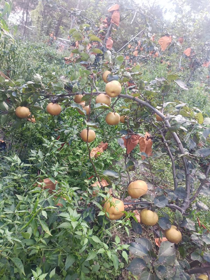 黄金梨，秋月梨