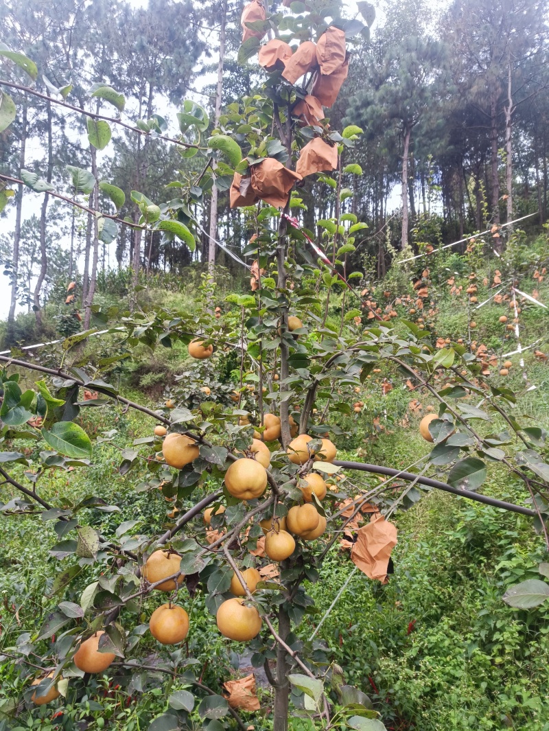 黄金梨，秋月梨