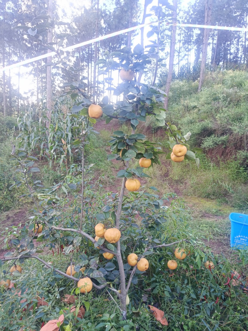 黄金梨，秋月梨