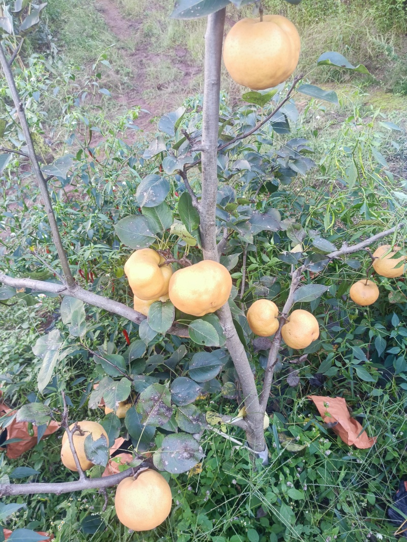 黄金梨，秋月梨