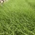 细叶茫