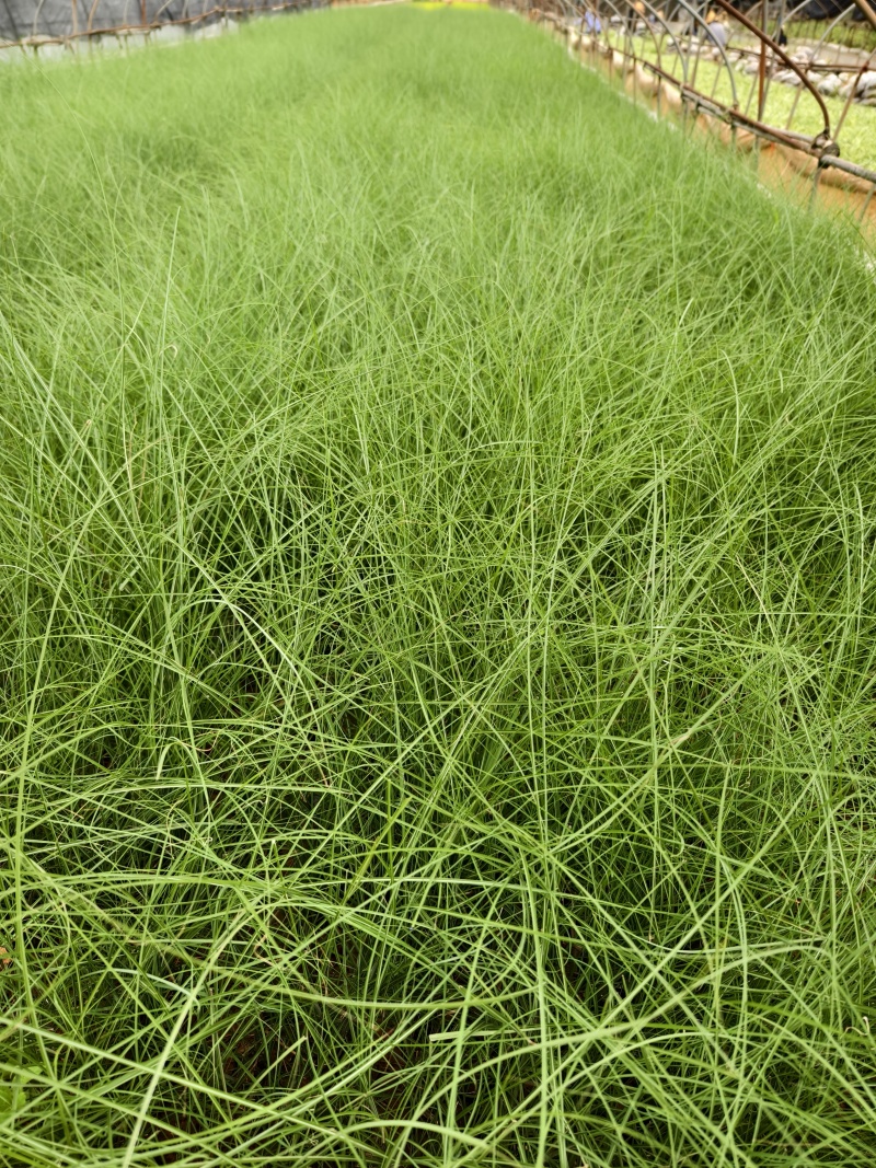 细叶茫