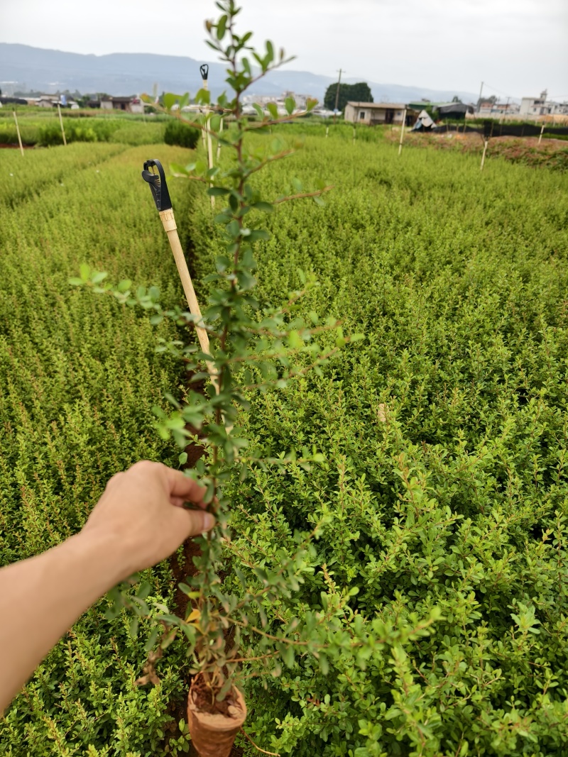 火把果