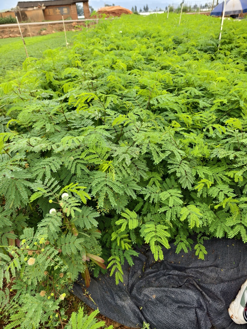 银合欢
