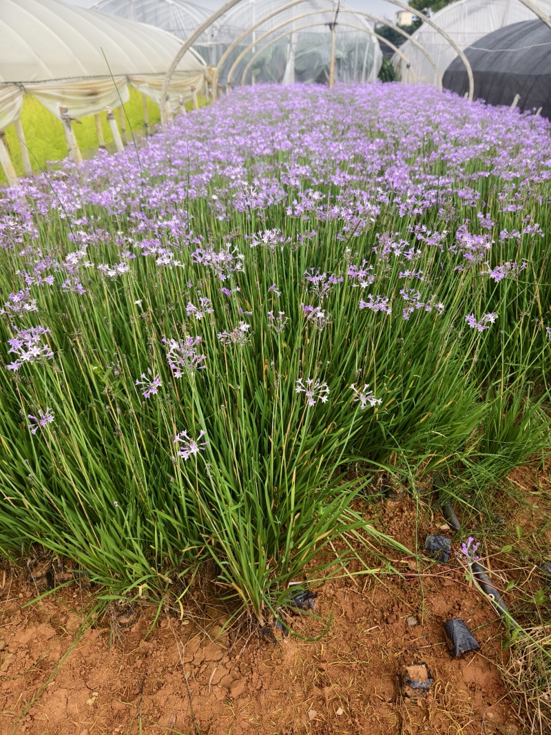 紫娇花
