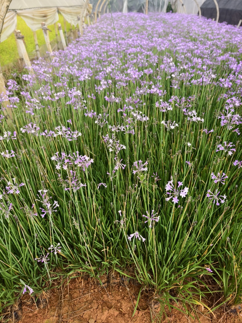 紫娇花