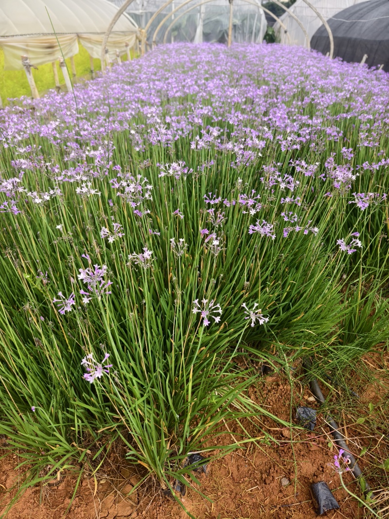 紫娇花