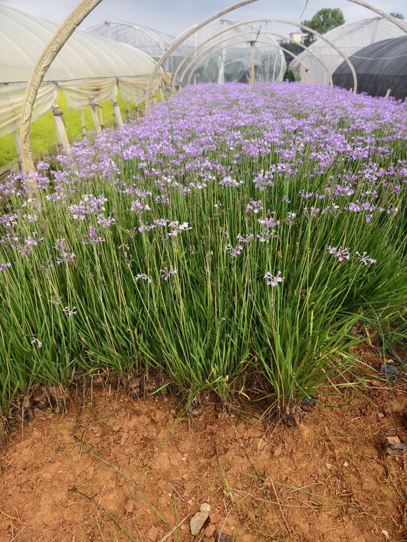 紫娇花