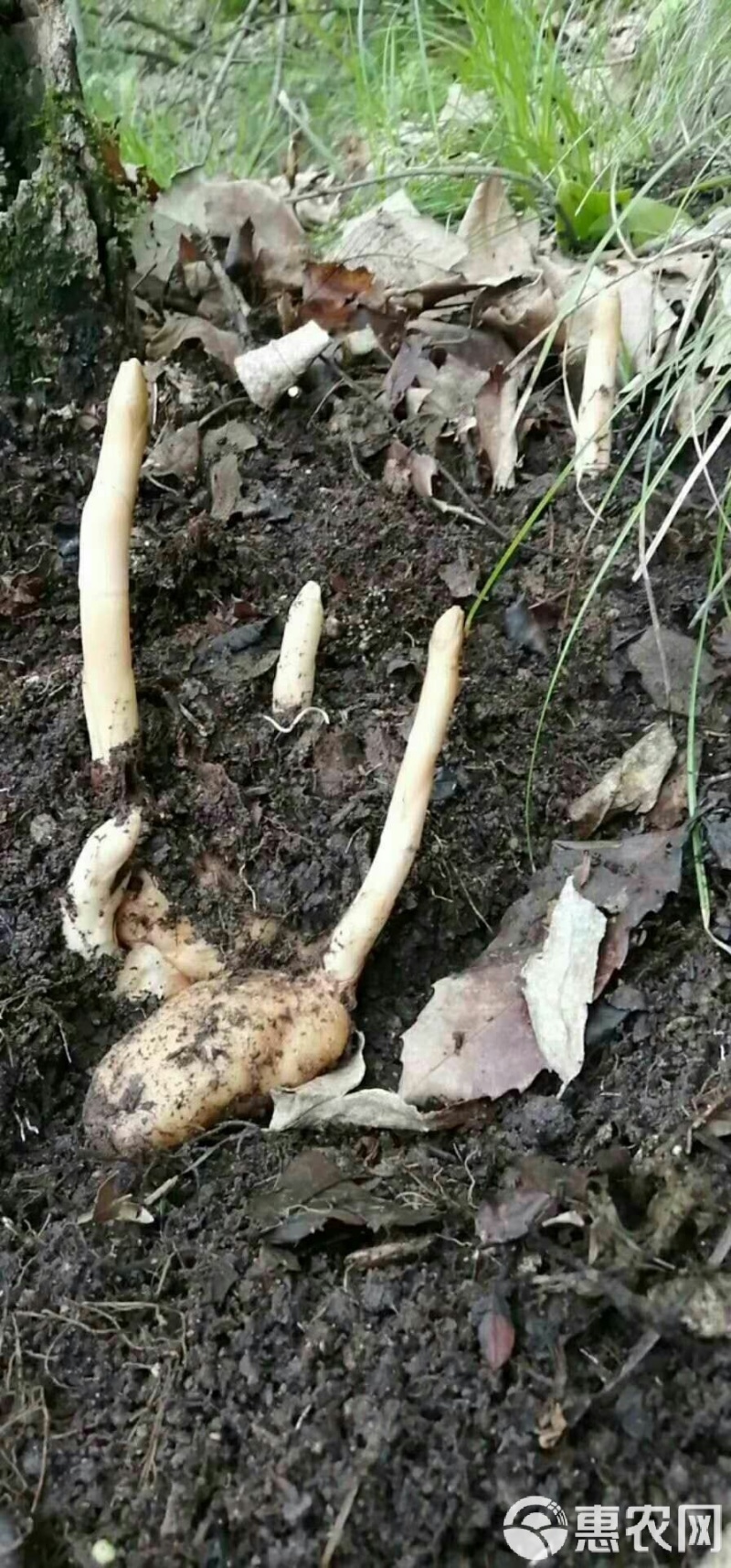 乌红鲜天麻，现采挖