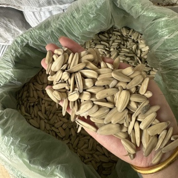 电商打手瓜子量大可谈价格优惠
