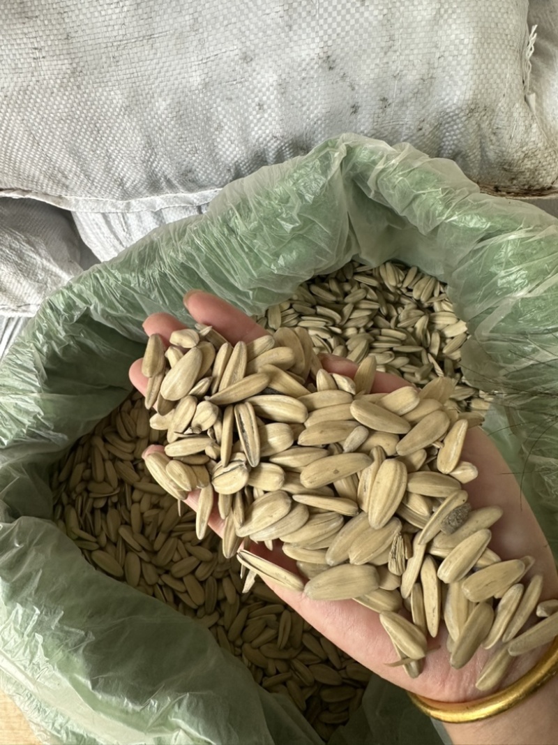 电商打手瓜子量大可谈价格优惠