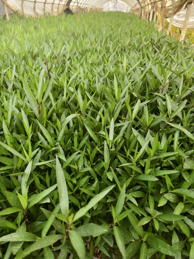 翠芦莉