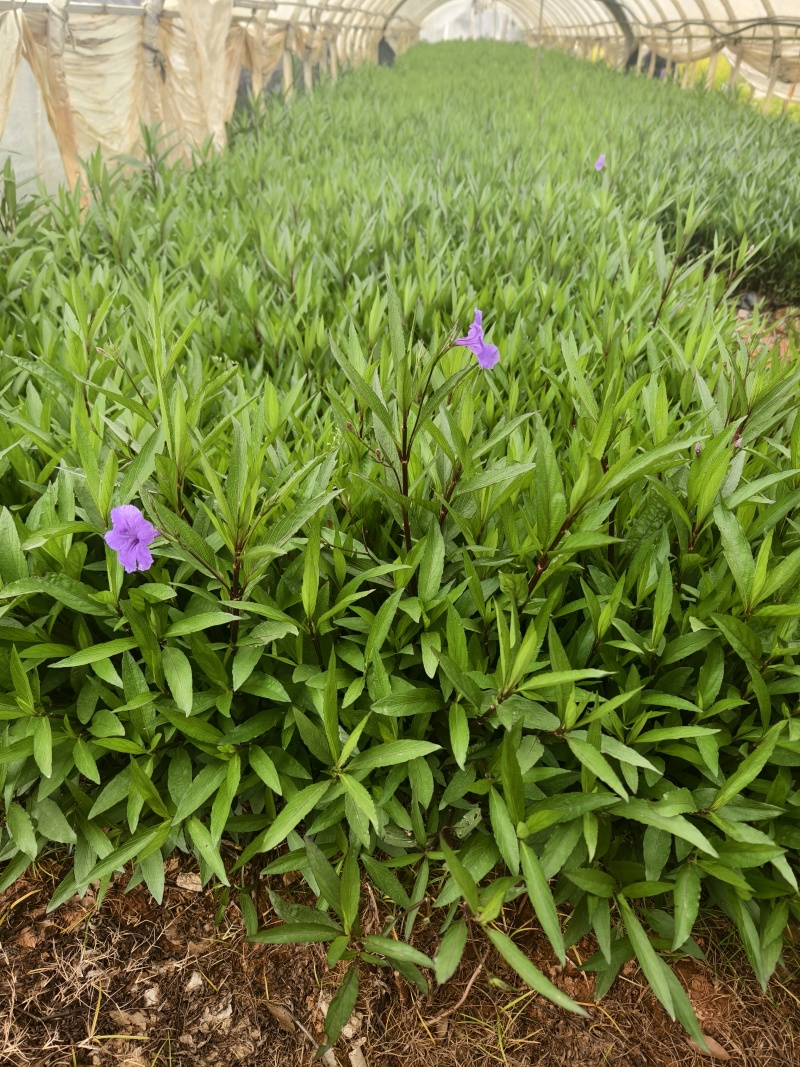 翠芦莉