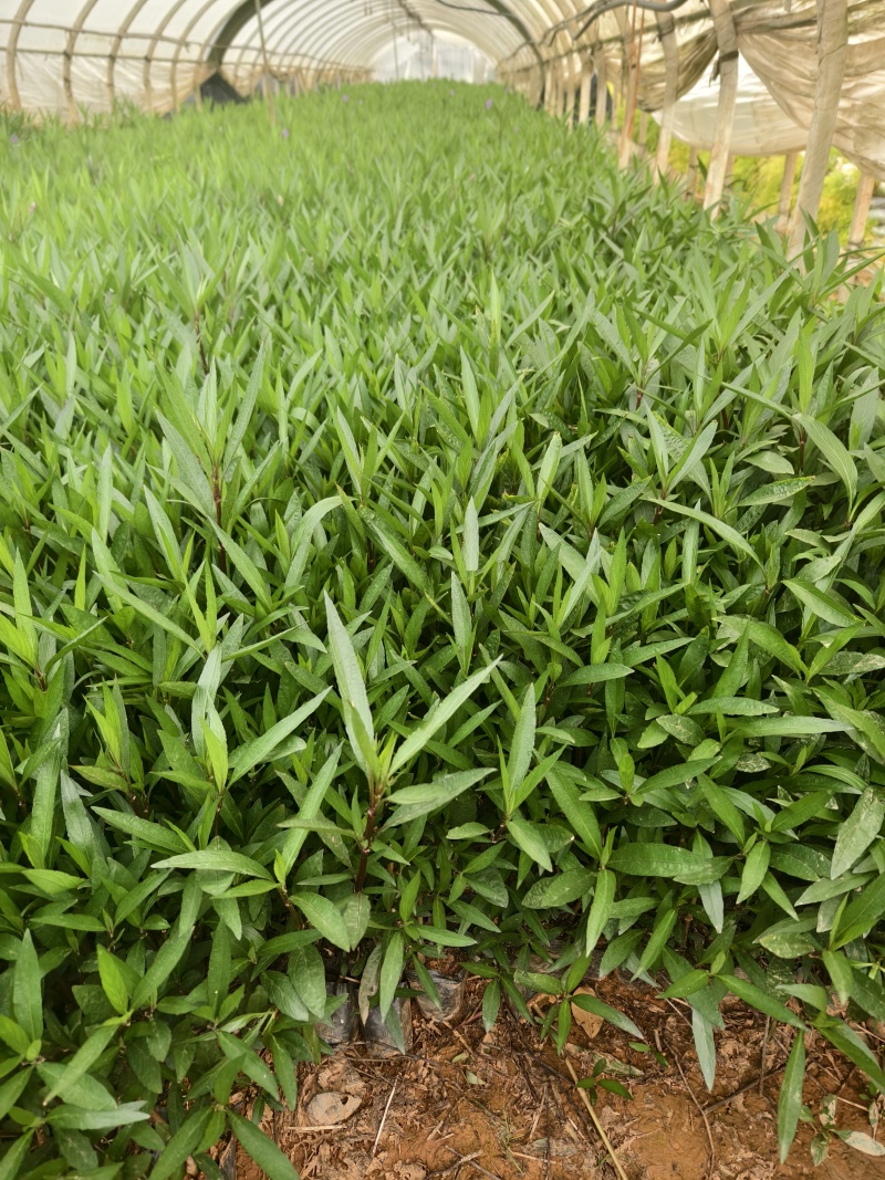 翠芦莉