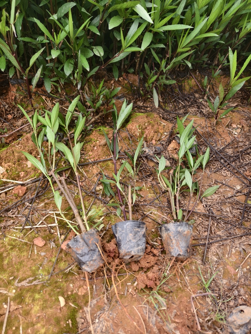 翠芦莉