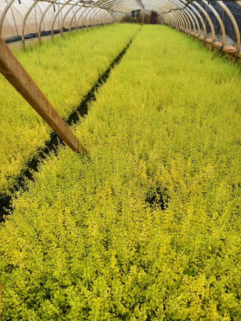 亮晶女桢