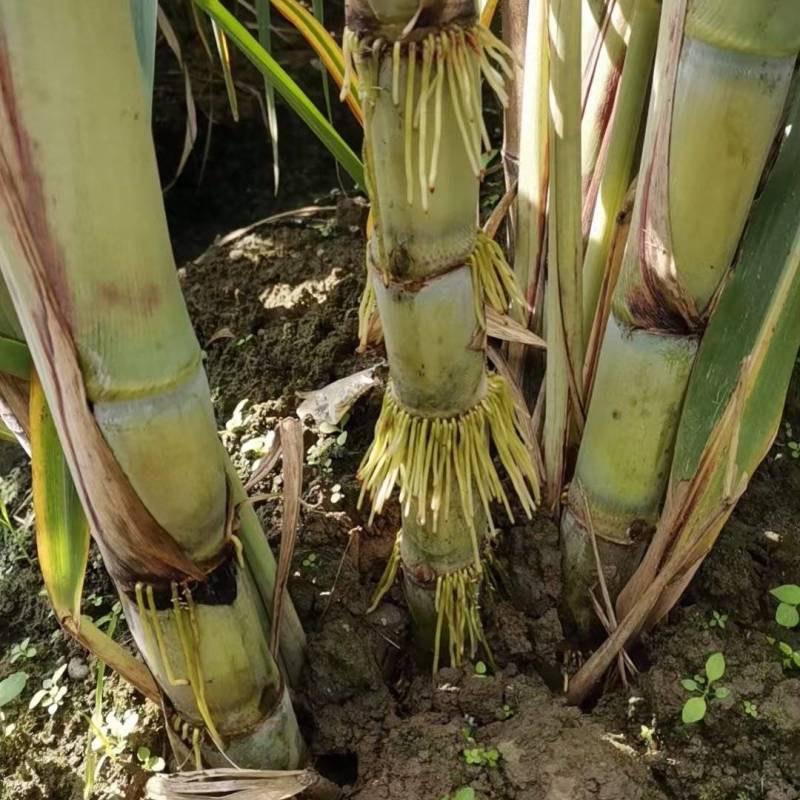 桂果黄皮甘蔗苗