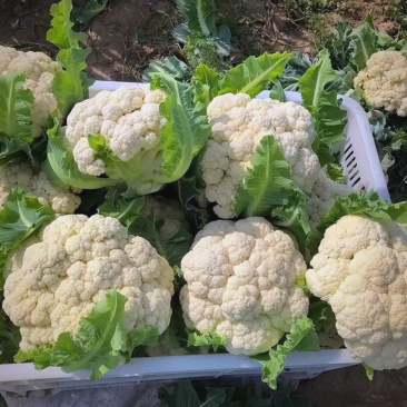 花菜