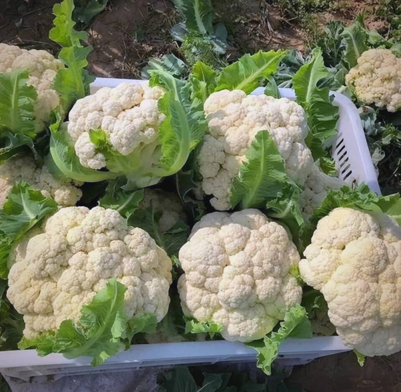 花菜