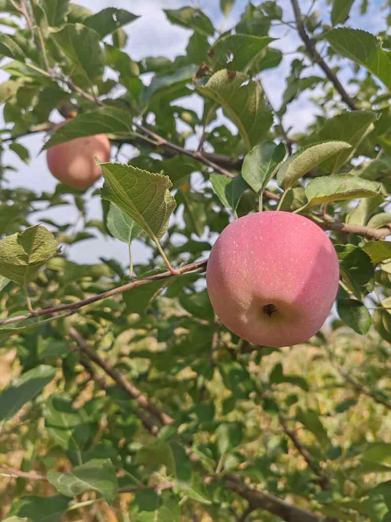 陕西铜川红富士苹果