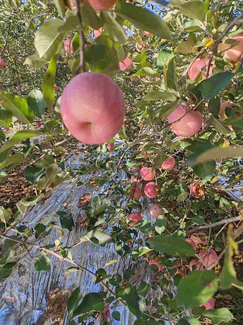 陕西铜川红富士苹果