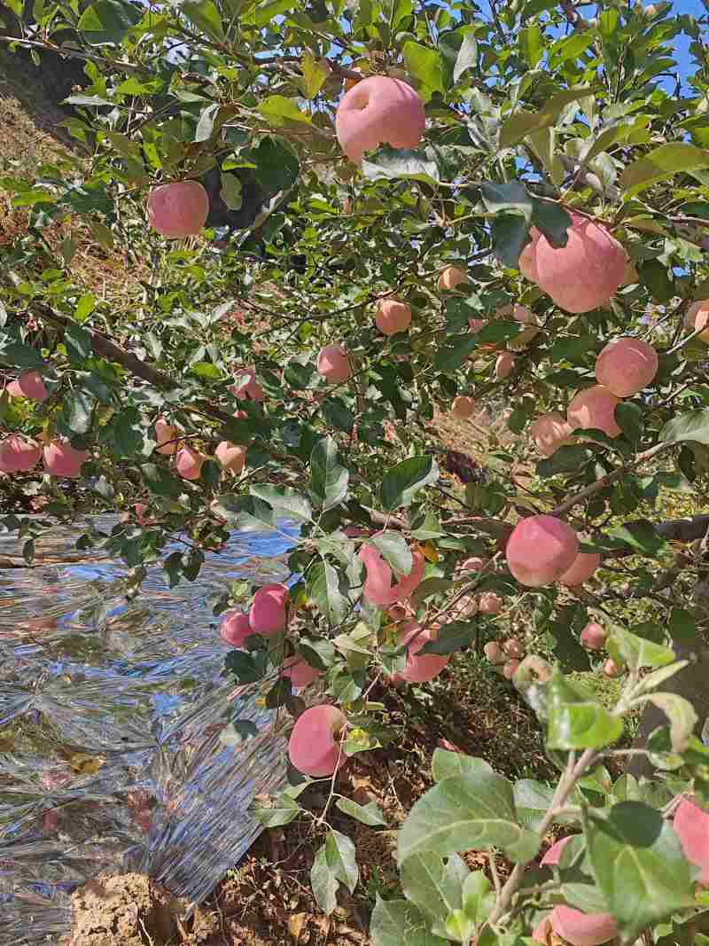 陕西铜川红富士苹果
