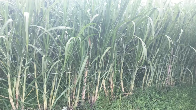 桂果黄皮甘蔗苗