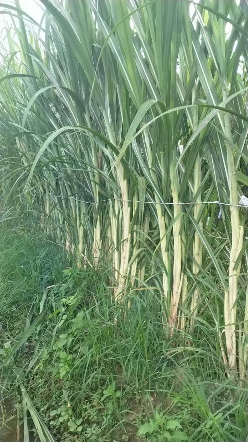 桂果黄皮甘蔗苗