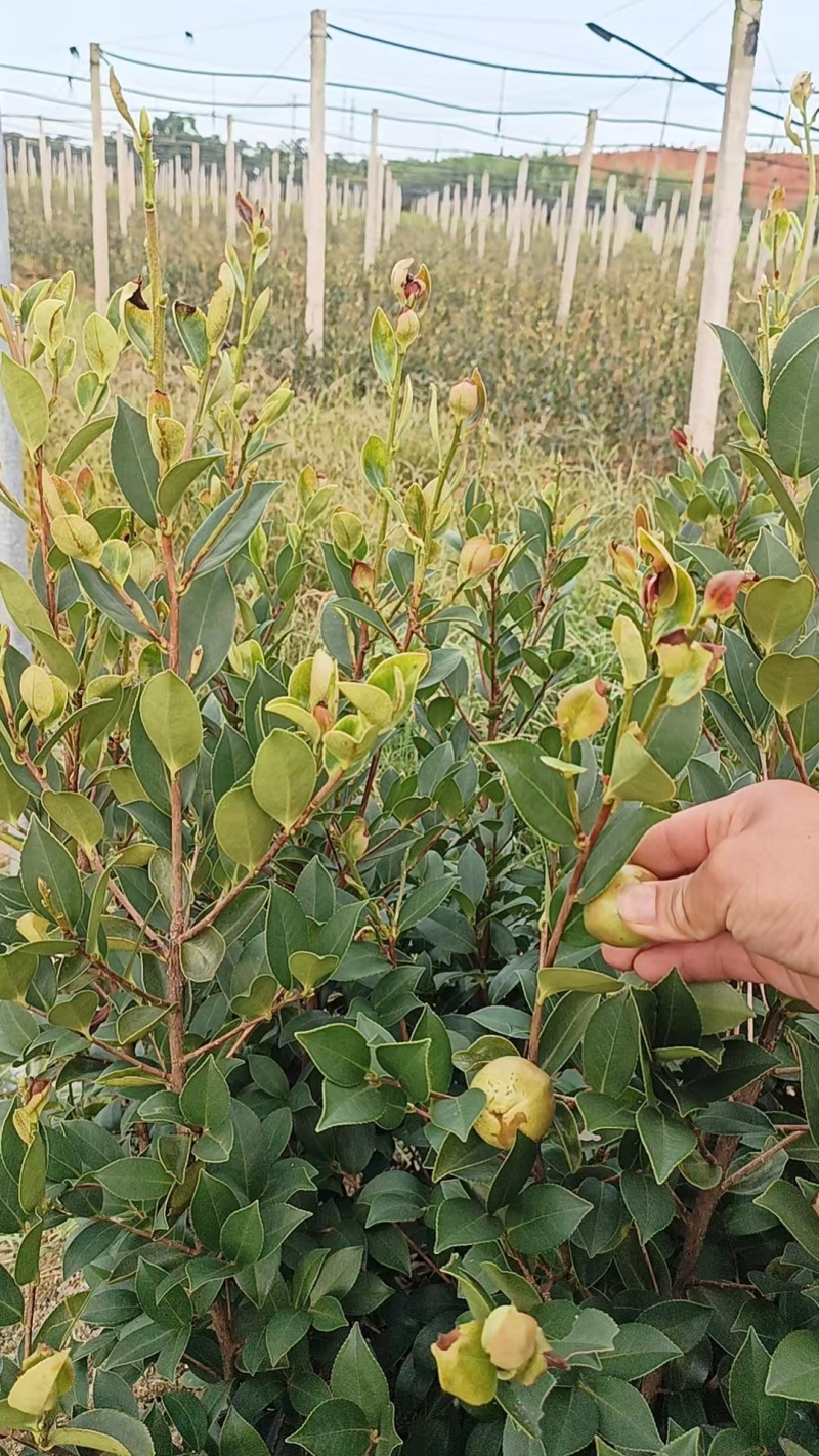 桂果黄皮甘蔗苗