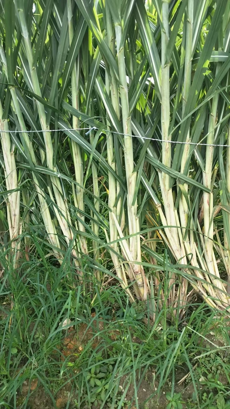 桂果黄皮甘蔗苗