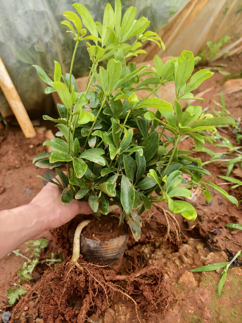 鸭脚木