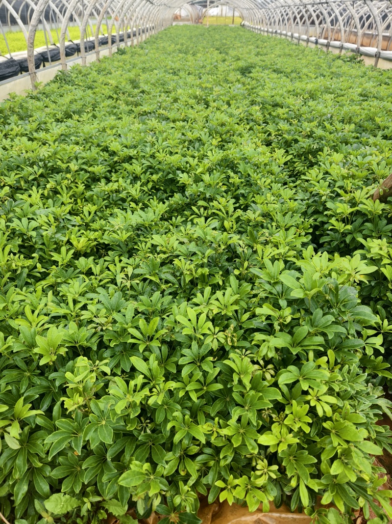 鸭脚木