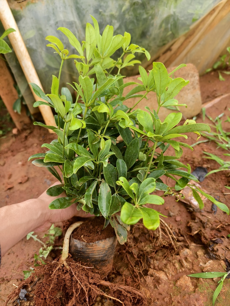 鸭脚木