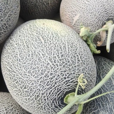 西州蜜17号