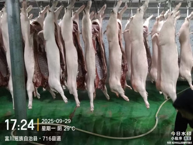 生鲜猪肉